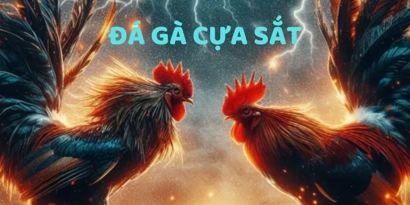 Đá Gà Cựa Sắt - Sân Chơi Cá Cược Online, Cơ Hội Thắng Lớn