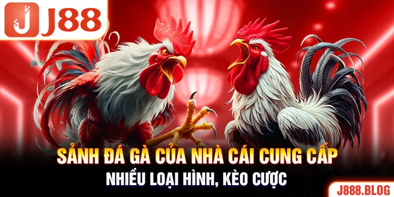 Sảnh đá gà của nhà cái cung cấp nhiều loại hình, kèo cược 