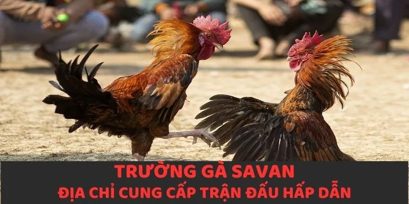 Trường Gà Savan - Thiên Đường Chọi Kê Đẳng Cấp Hàng Đầu