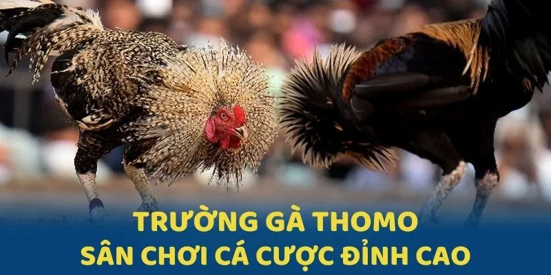 Trường Gà Thomo - Sân Chơi Cá Cược Đỉnh Cao Tại J88